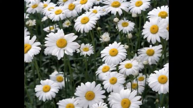 цветущие луга смотреть онлайн