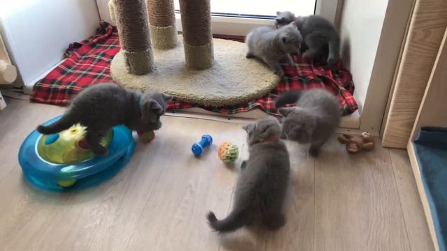 Британские котята, 2 месяца смотреть онлайн