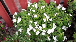 БАЛЬЗАМИН АМПЕЛЬНЫЙ В СЕНТЯБРЕ.КАКОЙ ОБЪЁМ НЕОБХОДИМ РАСТЕНИЮ.