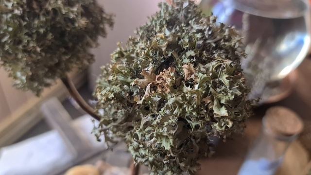 Живое шевелящееся дерево из лишайника. Прошёл год! смотреть онлайн