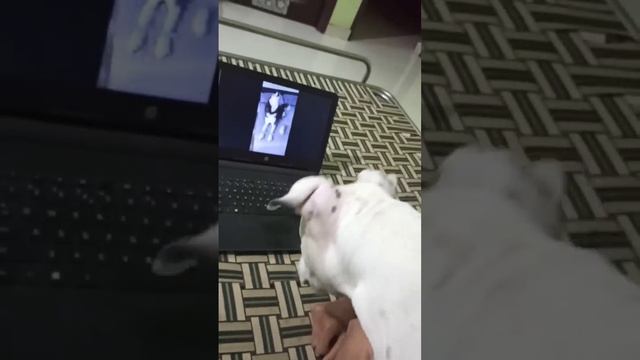 Моя собака умнее хаски и чихуахуа ?? смотреть онлайн