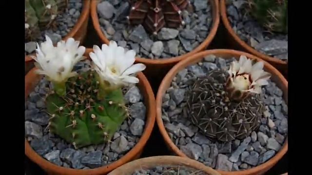 Gymnocalycium damsii & quehlianum flower bud time lapse смотреть онлайн