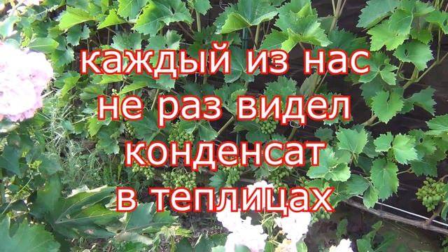 СЕРАЯ ГНИЛЬ и её черное дело смотреть онлайн