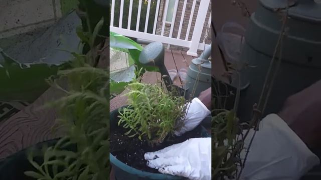 Yards Extreme|Replanting A Sweet Lavender Plant смотреть онлайн