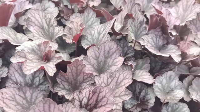 Гейхерелла Golden Zebra, гейхера Champagne та інші)