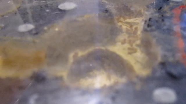 Муравьи Lasius Flavus ( желтый муравей) смотреть онлайн