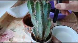 ЦЕРЕУС ПЕРУАНСКИЙ. ПЕРЕСАДКА И УХОД В ДОМАШНИХ УСЛОВИЯХ