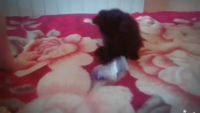 Отдам котёнка в хорошие руки смотреть онлайн