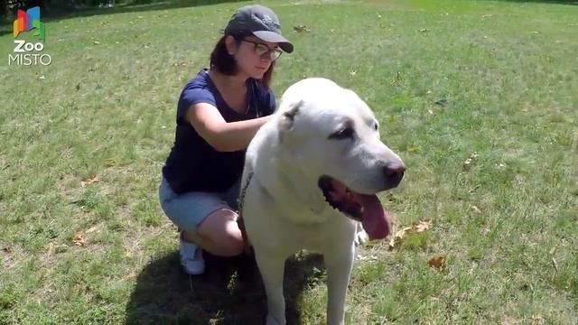 Алабай   описание породы