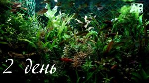 ЛЕЧЕНИЕ АКВАРИУМНЫХ РЫБОК  В ОБЩЕМ АКВАРИУМЕ ОТ ГЕКСАМИТОЗА !