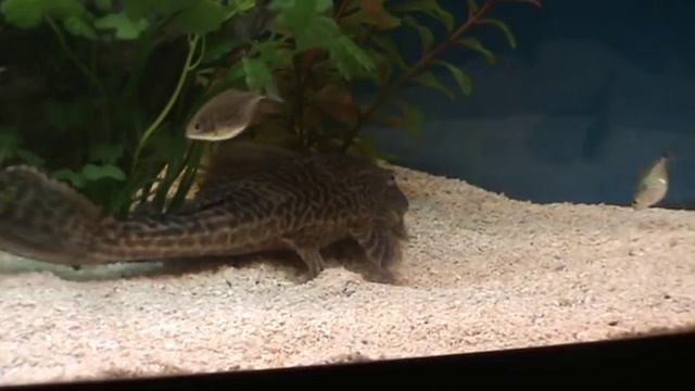 plecostomus catfish смотреть онлайн