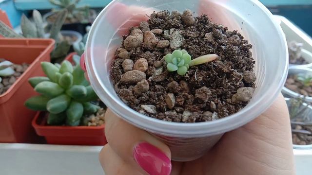 Огляд сукулентів/Новинки смотреть онлайн