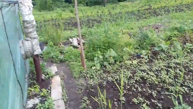 Базилик.Клубника. Кабачки. Огурцы. Обход участка после ливня. смотреть онлайн