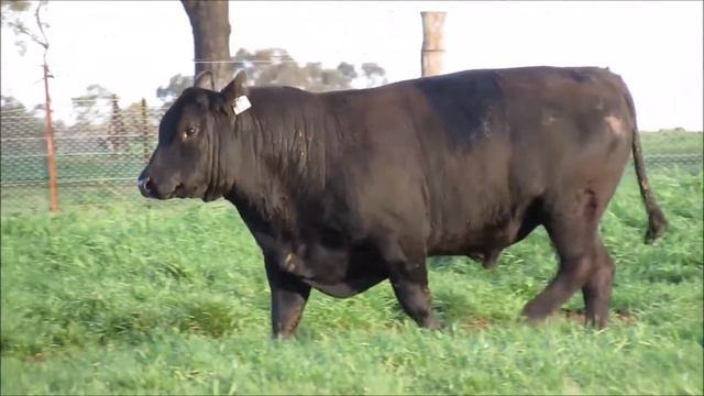 Lot 15 Manali Limousin & Lim-Flex Bull Sale 2015 смотреть онлайн