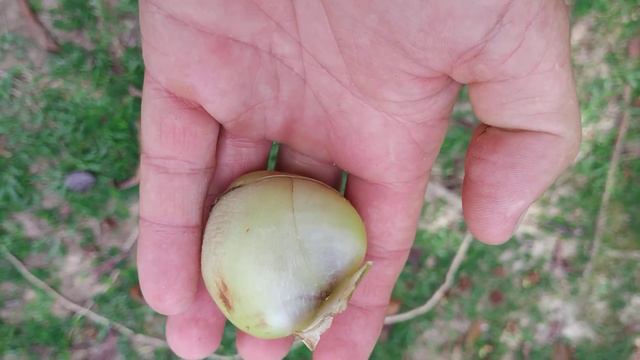 Native Elephant Apple (Dillenia Excelsa) In KLCC Park Kuala Lumpur