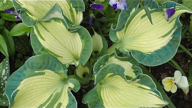 ВПЕЧАТЛЯЮЩАЯ КРАСОТА. ХОСТЫ В КОМБИНАЦИИ ГОЛУБОГО И ЖЕЛТОГО. Дачный креатив. смотреть онлайн