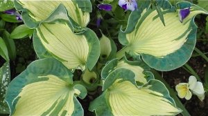 ВПЕЧАТЛЯЮЩАЯ КРАСОТА. ХОСТЫ В КОМБИНАЦИИ ГОЛУБОГО И ЖЕЛТОГО. Дачный креатив.