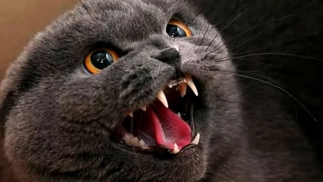 Кошка родила трёх котят, но на одного шипела и кидалась, хозяйка поняла, в чем дело, когда заглянул смотреть онлайн