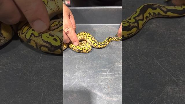 Ball Python Lace Clown Project!??? смотреть онлайн
