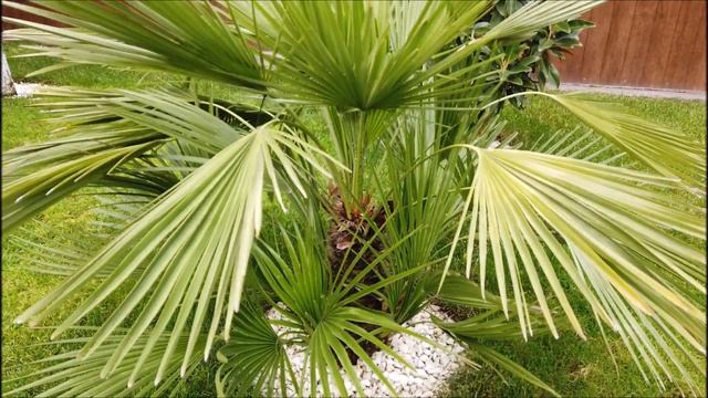 Chamaerops Humilis, Хамеропс приземистый Обзор