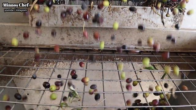 VLOG.Zeytinyağı Nasıl Yapılır? Tüm Aşamalarıyla Zeytinyağı Fabrikası Yolculuğu.Yemek Tarifleri смотреть онлайн