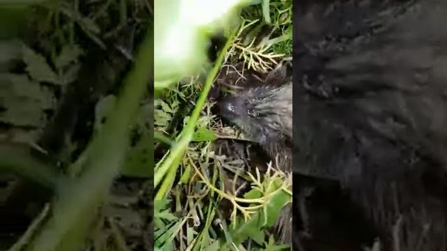 Ёж в дивном саду смотреть онлайн