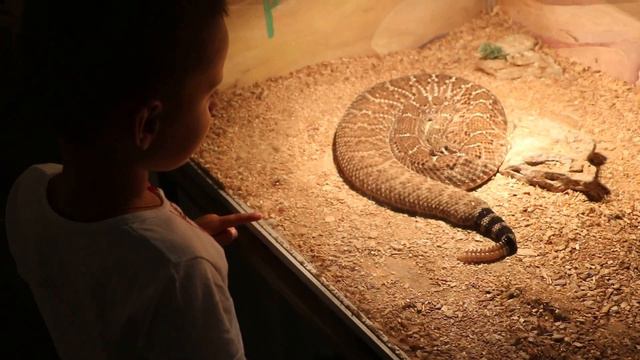 Осторожно змеи!!!) Незабываемая выставка ядовитых змей!