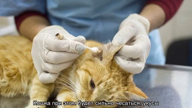 Кот трясет головой и чешет уши, но они чистые смотреть онлайн