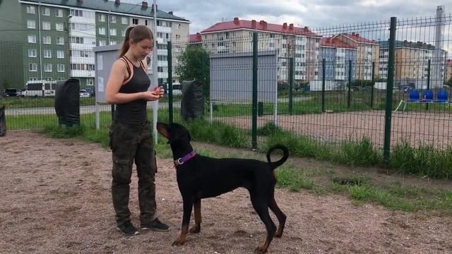 Дрессировка собаки для новичков. Дрессировка с нуля. Азы дрессировки. Дрессировка добермана смотреть онлайн