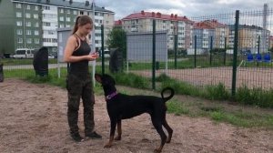 Дрессировка собаки для новичков. Дрессировка с нуля. Азы дрессировки. Дрессировка добермана