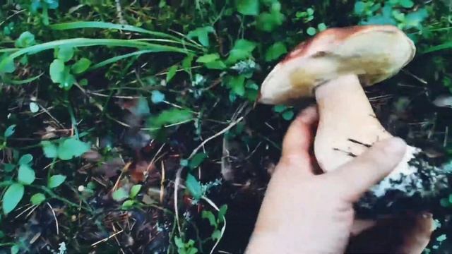 Белый гриб.Боровой смотреть онлайн