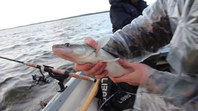Ловля судака и щуки троллингом, ОТЛИЧНАЯ рыбалка / Zander and pike fishing by trolling смотреть онлайн