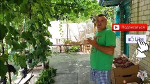 Урожай на высоте! Виноград Кишмиш Юпитер, Алвика и Отелло