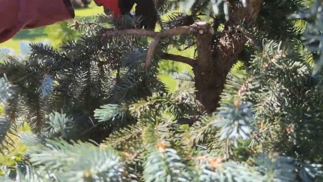 Формирование ели колючей: создаём "арктический" образ смотреть онлайн