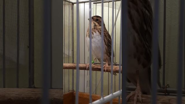 Песня овсянки-ремез. 14.11.21. смотреть онлайн