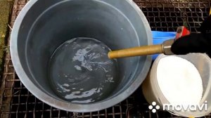 Ромашка садовая. Подкормка перед цветением.