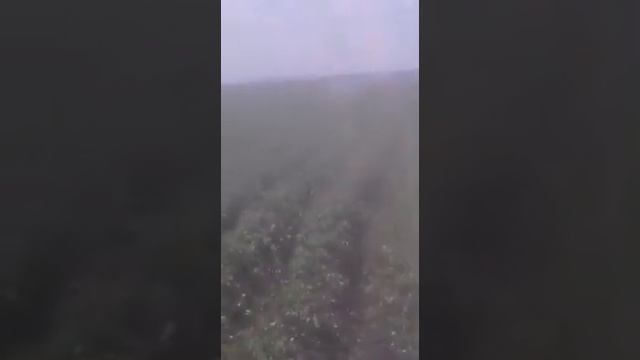 Полив картофеля в Тамбовской области. Самодельная катушка. смотреть онлайн