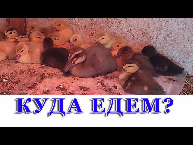 НОВЫЙ ВЫВОД ГУСЯТ И УТЯТ МУСКУСНЫХ И РУАНСКИХ. КАК ТАМ ПОЖИВАЕТ ГУСЬ, КОТОРОГО ВЫИГРАЛИ ВЕСНОЙ смотреть онлайн