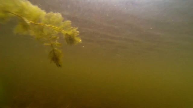 Подводная съемка на GoPro в Ботаническом саду Москва - Ейск 2013 смотреть онлайн