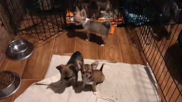 Малыши чихуахуа смотреть онлайн