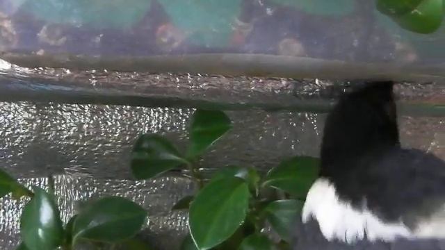 ДОМАШНЯЯ СОРОКА ПРИКОЛЬНО ПРОБУЕТ РАСТЕНИЯ КУШАЕТ С РУК МЕШАНКУ СПИТ НА ЖЕРДОЧКЕ смотреть онлайн