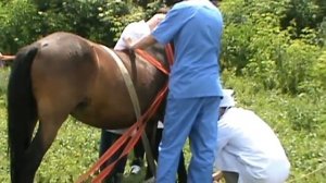 Повал лошади. Docent A.D. Stepanov, ПДАТУ