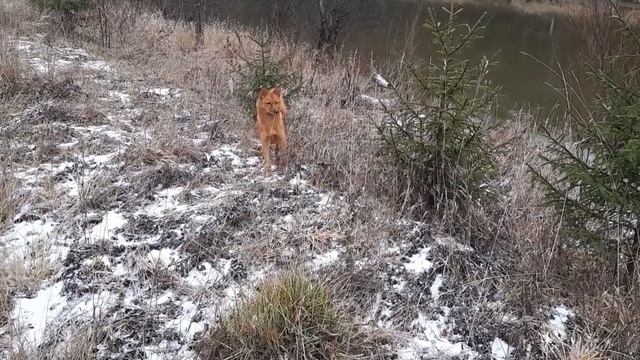 Карело-финнская лайка.Первая охота.Работа по дичи.Поведение. смотреть онлайн