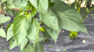 Подробный уход за перцами в теплице