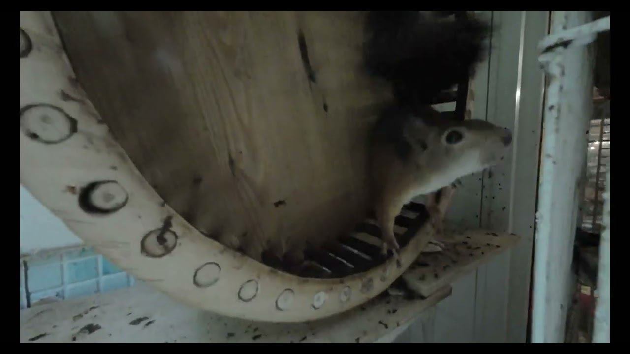 ЭКСКЛЮЗИВНОЕ ВИДЕО. БЕЛКА БЕГАЕТ В КОЛЕСЕ В ЗАМЕДЛЕННОЙ СЪЕМКЕ. БУДНИ ДОМАШНЕЙ БЕЛКИ смотреть онлайн