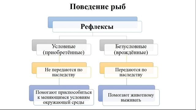 Тип Хордовые. Тема 28. Нервная система, поведение и размножение рыб смотреть онлайн