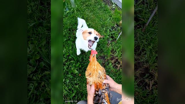 Ловкий Петя))