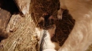 Окот козы Юльки