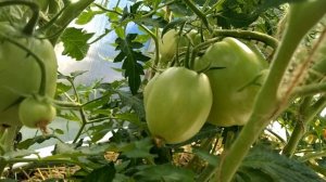 как завязалась ,, Настенька,, томат от,, семена Алтая,,  ,а мой опять остался без названия