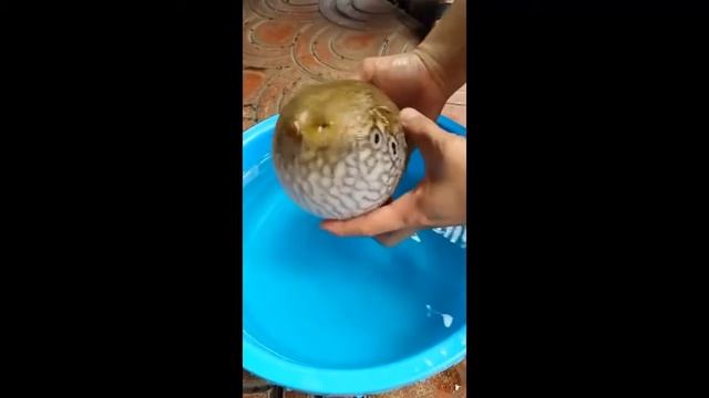 Иглобрюхая рыба раздувайка